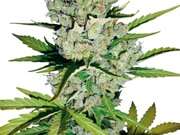 Sell: Skunk #1 Automatic Seeds by White Label  Sensi Seeds