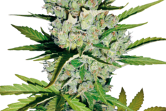 Skunk #1 Automatic Seeds by White Label  Sensi Seeds