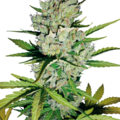 Skunk #1 Automatic Seeds by White Label  Sensi Seeds