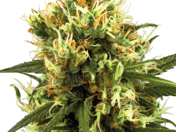 Sell: White Haze Automatic Seeds by White Label  Sensi Seeds