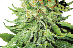 Vente: Northern Lights Automatic Seeds by White Label  Sensi Seeds