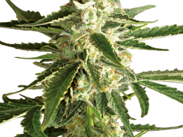 Selling: White Diesel Haze Automatic Seeds by White Label  Sensi Seeds 