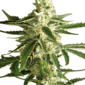 Sell: White Diesel Haze Automatic Seeds by White Label  Sensi Seeds
