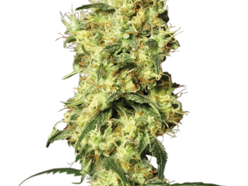 Selling: White Widow Automatic Seeds by White Label  Sensi Seeds 