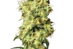 Vente: White Widow Automatic Seeds by White Label  Sensi Seeds
