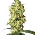 Vente: White Widow Automatic Seeds by White Label  Sensi Seeds