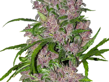 Selling: Purple Bud Automatic Seeds by White Label  Sensi Seeds