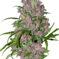 Sell: Purple Bud Automatic Seeds by White Label  Sensi Seeds