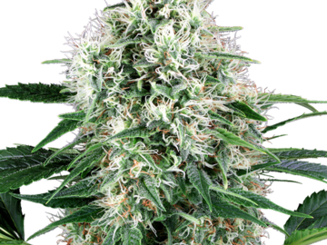 Selling: Pure Power Plant Automatic Seeds by White Label  Sensi Seeds