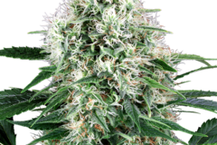 Sell: Pure Power Plant Automatic Seeds by White Label  Sensi Seeds