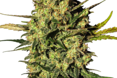 Vente: Master Kush Automatic Seeds by White Label  Sensi Seeds