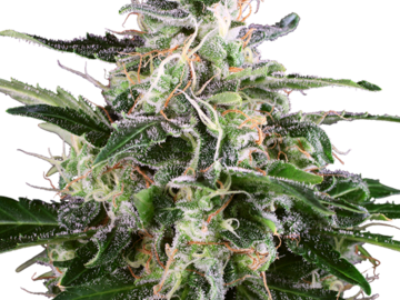 Selling: White Skunk Automatic Seeds by White Label  Sensi Seeds