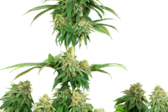 Sell: Girl Scout Cookies Feminized White Label  Sensi Seeds