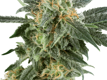 Vente: Snow Ryder Automatic Seeds by White Label  Sensi Seeds