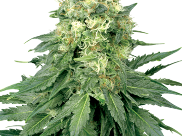 Sell: White Widow Feminized Seeds by White Label  Sensi Seeds