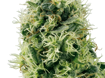 Pure Power Plant Feminized Seeds by White Label  Sensi Seeds