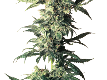 Vente: Northern Lights Feminized Seeds by White Label  Sensi Seeds