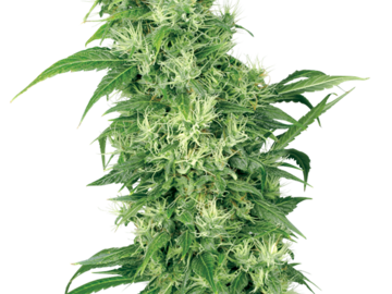 Sell: Female Mix Seeds by White Label  Sensi Seeds