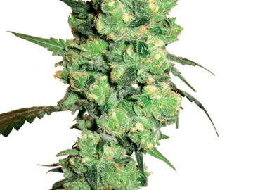Sell: Super Skunk Feminized Seeds by White Label  Sensi Seeds