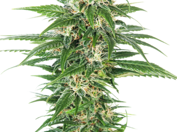Sell: Early Skunk Automatic Seeds - Sensi Seeds