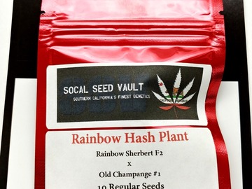 Sell: Rainbow Hash Plant - Rainbow Sherbert x Old Champange #1