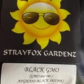 Vente: Stray Fox Gardenz - Black GMO
