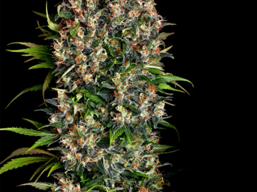 Selling: Big Bud Regular Cannabis Seeds | WeedSeedShop UK