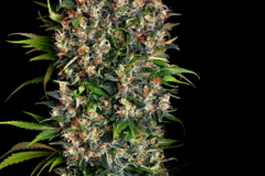 Venta: Big Bud Regular Cannabis Seeds | WeedSeedShop UK