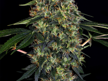 Selling: Indoor Mix Regular Cannabis Seeds | WeedSeedShop UK