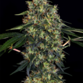 Indoor Mix Regular Cannabis Seeds | WeedSeedShop UK