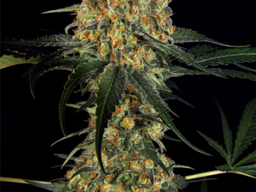 Selling: Skunk #1 Feminized Cannabis Seeds | WeedSeedShop UK