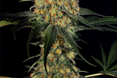 Venta: Skunk #1 Feminized Cannabis Seeds | WeedSeedShop UK
