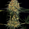Venta: Skunk #1 Feminized Cannabis Seeds | WeedSeedShop UK