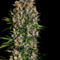 Venta: K-Train Feminized Cannabis Seeds | WeedSeedShop UK