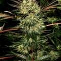 Venta: Trainwreck Feminized Cannabis Seeds | WeedSeedShop UK