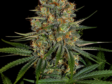 Selling: Diesel CBD Feminized Cannabis Seeds | WeedSeedShop UK