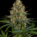 Venta: Diesel CBD Feminized Cannabis Seeds | WeedSeedShop UK