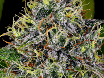Selling: Swiss Dream Autoflowering Cannabis Seeds | WeedSeedShop