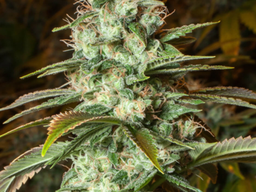 Gorilla Haze Feminized Cannabis Seeds | WeedSeedShop UK