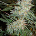 Selling: Purple Bud Feminized Seeds WeedSeedShop