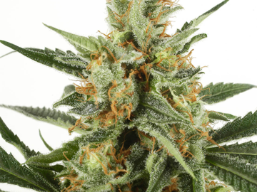 Venta: Kandy x Nicole Feminized Cannabis Seeds | WeedSeedShop UK