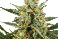 Vente: Kandy x Nicole Feminized Cannabis Seeds | WeedSeedShop UK