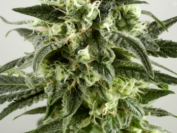 Selling: Gelato White Feminized Cannabis Seeds | WeedSeedShop UK