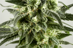 Venta: Gelato White Feminized Cannabis Seeds | WeedSeedShop UK