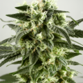Vente: Gelato White Feminized Cannabis Seeds | WeedSeedShop UK