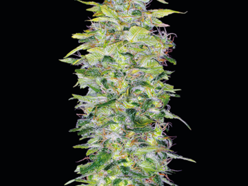 Selling: Nicole Kush Feminized Cannabis Seeds | WeedSeedShop UK