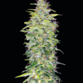 Selling: Nicole Kush Feminized Cannabis Seeds | WeedSeedShop UK