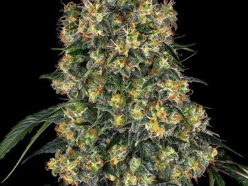 Selling: Gelato #51 Feminized Cannabis Seeds | WeedSeedShop UK