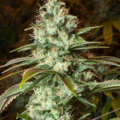 Venta: Gorilla Haze Feminized Cannabis Seeds | WeedSeedShop UK