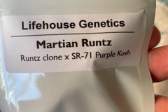 Vente: Martian Runtz by Lifehouse Genetics